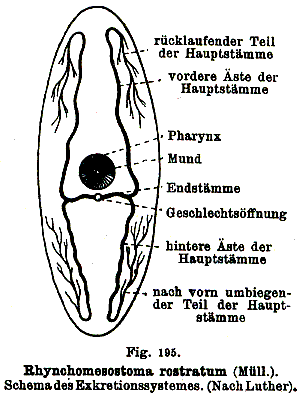 Rhynchomesostoma rostratum