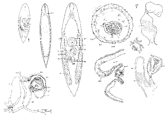 Rhynchomesostoma lutheri