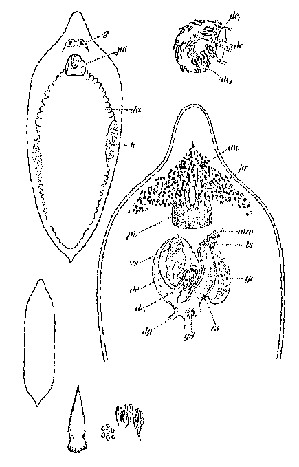 Phaenocora agassizi