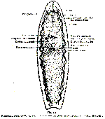 P. anomalocoela