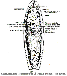 P. anomalocoela