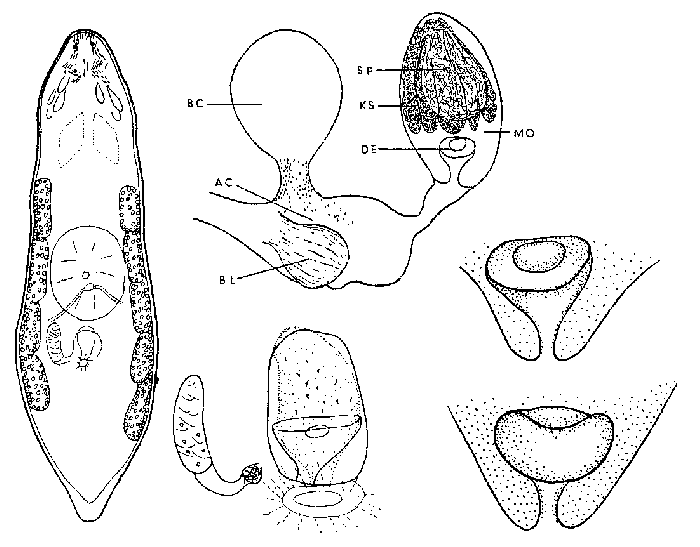 Castrada (Castrada) torrenticola