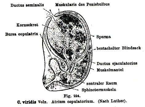 Castrada (Castrada) viridis