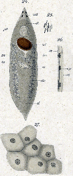 Tetracelis marmorosa