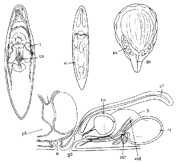 Typhloplana viridata