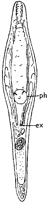 Typhloplanella arctica