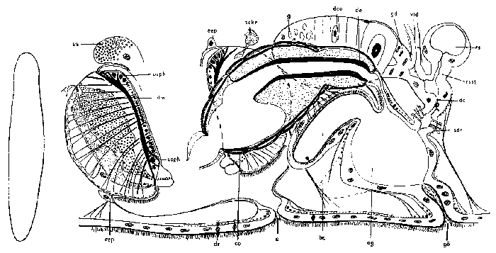 Typhloplanella halleziana