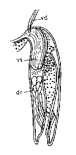 Typhloplanella opaca