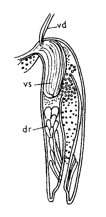 Typhloplanella opaca