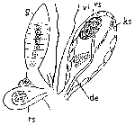 Typhloplanella septentrionalis