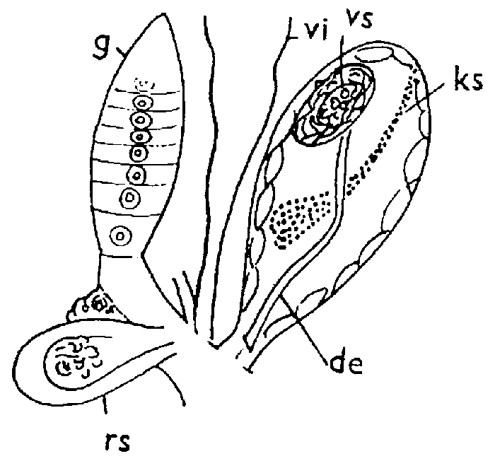 Typhloplanella septentrionalis