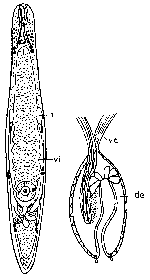 Typhloplanella sexmaculata