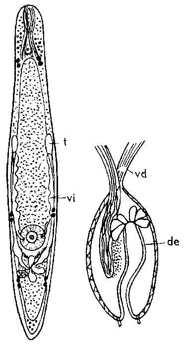 Typhloplanella sexmaculata