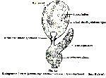 Castrada (Castrada) stagnorum