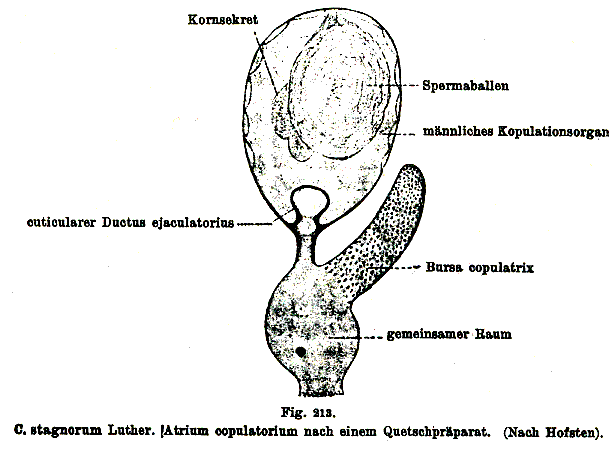 Castrada (Castrada) stagnorum