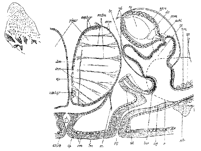 Castrada (Castrada) sphagnetorum