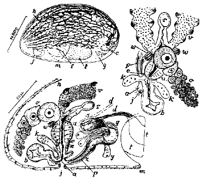 Haloplanella evelinae