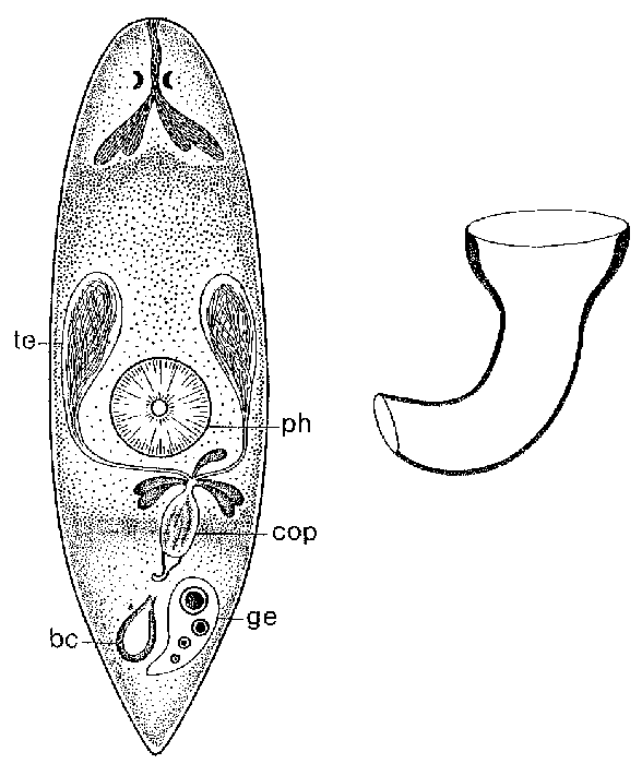 Haloplanella hamulata