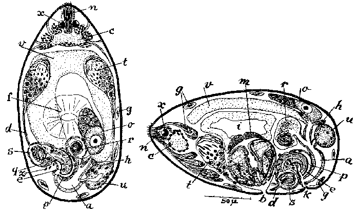 Haloplanella ibla