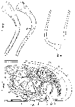 Haloplanella longatuba