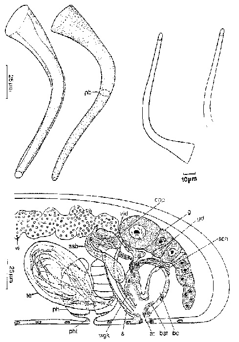 Haloplanella longatuba