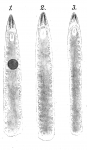 Platyhelminthes (flatworms)