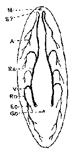 Phaenocora clavigera