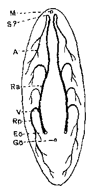 Phaenocora clavigera