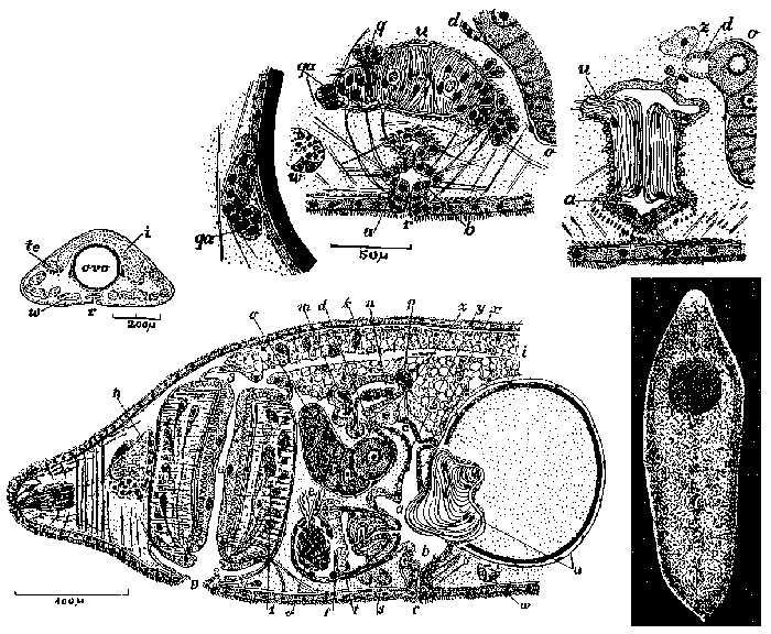 Phaenocora evelinae