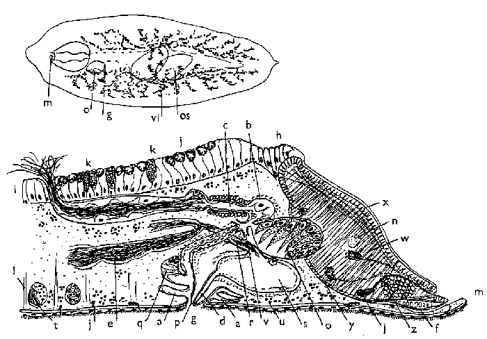 Phaenocora foliacea