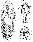 P. kepneri