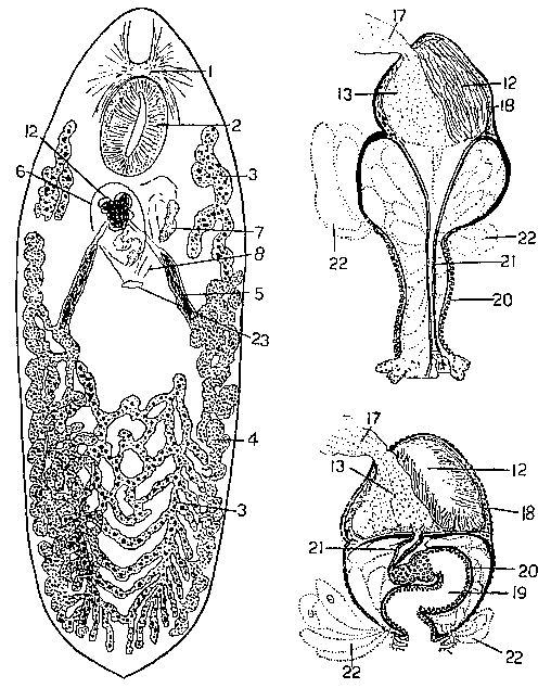 P. kepneri