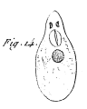 Platyhelminthes (flatworms)