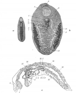 P. polycirra