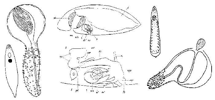 Phaenocora rufodorsata