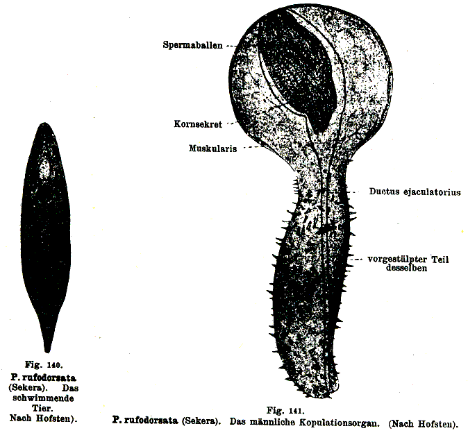 Phaenocora rufodorsata