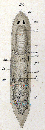 Phaenocora salinarum