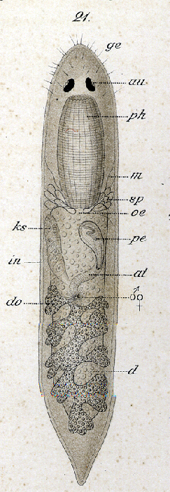 Phaenocora salinarum