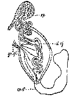 Phaenocora salinarum