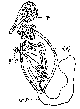 Phaenocora salinarum