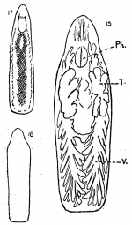 P. subsalina