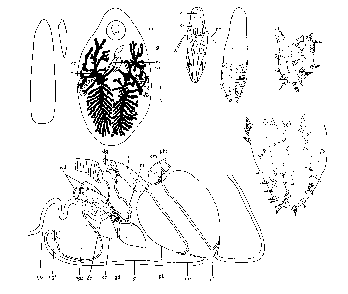 Phaenocora typhlops