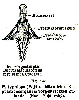 Phaenocora typhlops