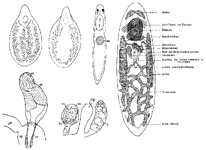 Phaenocora unipunctata