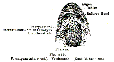 Phaenocora unipunctata