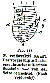 Phaenocora vejdovskyi