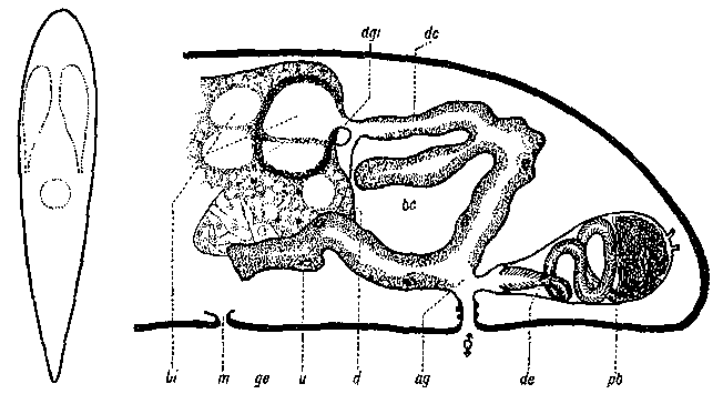 Archopistomum macedonicum