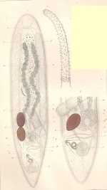 Opistomum pallidum