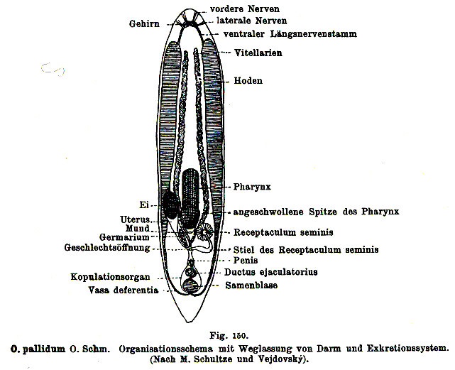 Opistomum pallidum