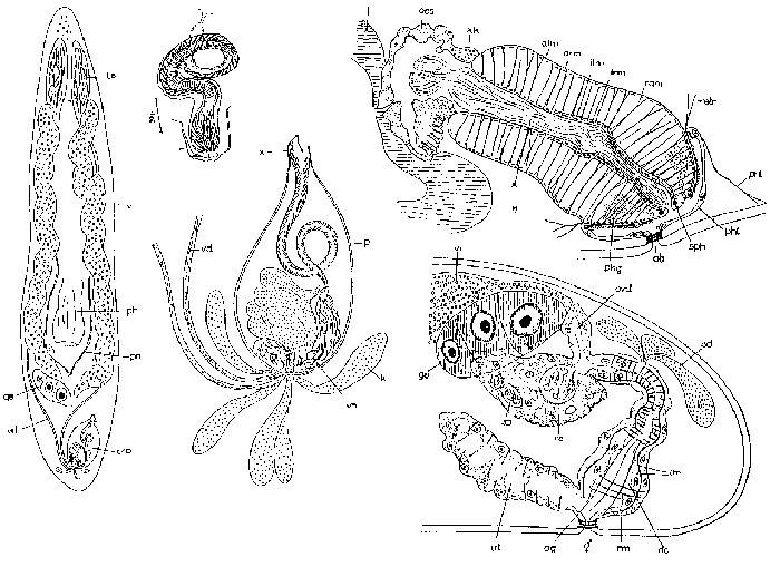 Opistomum immigrans